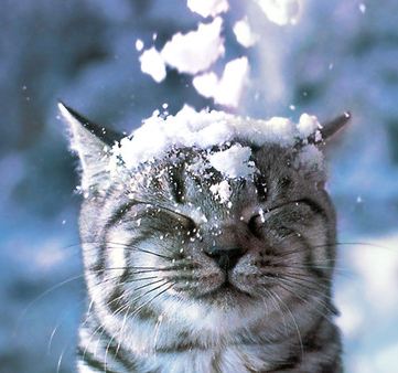 Risultati immagini per gatto inverno